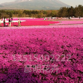 芝樱(红)