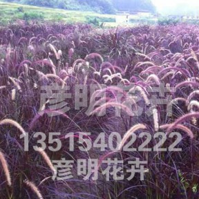 紫叶狼尾草
