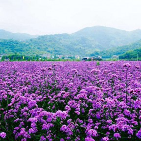 柳叶马鞭草