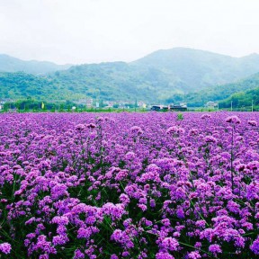 柳叶马鞭草