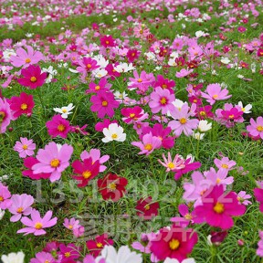 格桑花