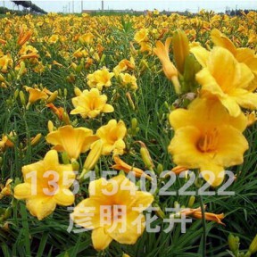 金娃娃萱草