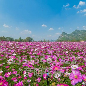 格桑花