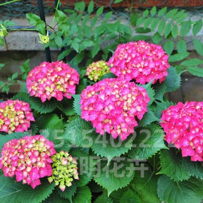 八仙花（绣球）红