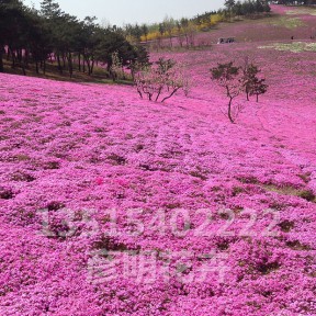 芝樱（粉）