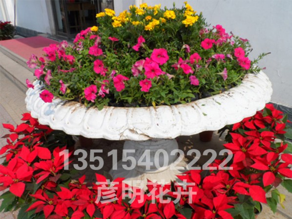 花卉租摆展示