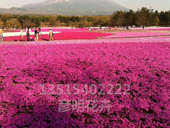 芝樱(红)