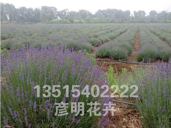 薰衣草