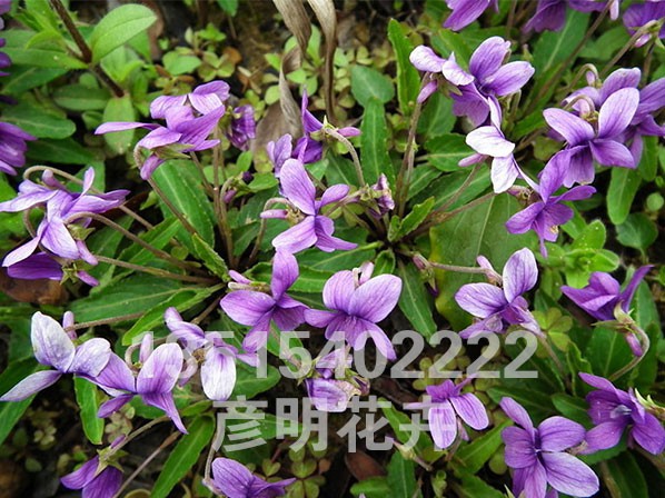 紫花地丁