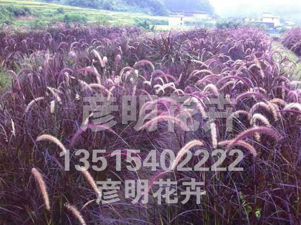 紫叶狼尾草
