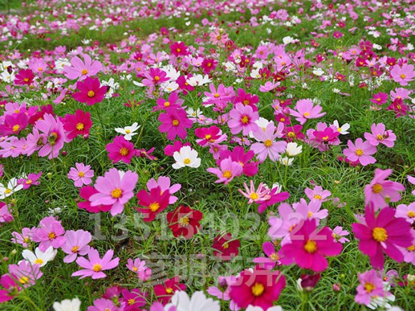 格桑花