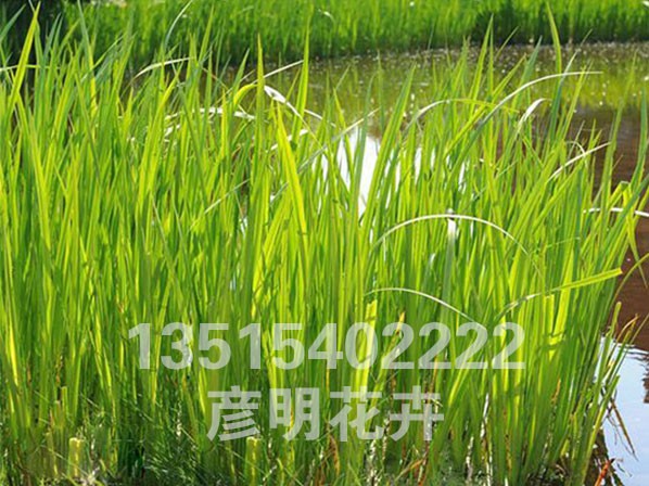 菖蒲