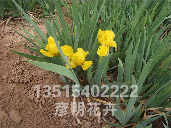 黄菖蒲