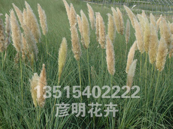 矮蒲苇