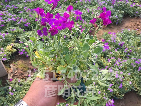 蓝庭芥