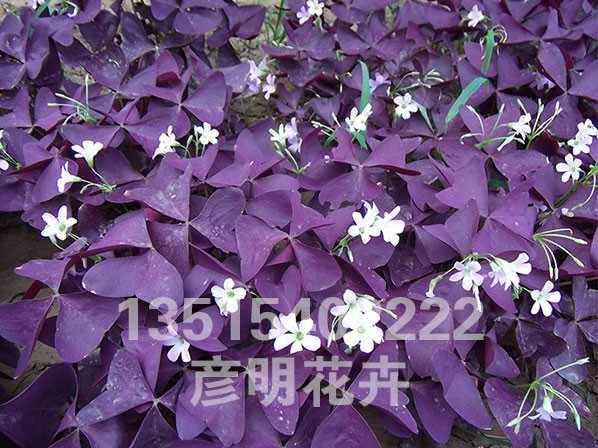 紫夜醡浆草