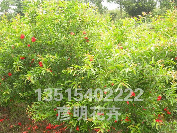 丛生花石榴