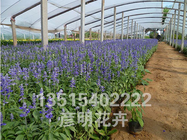 蓝花鼠尾草