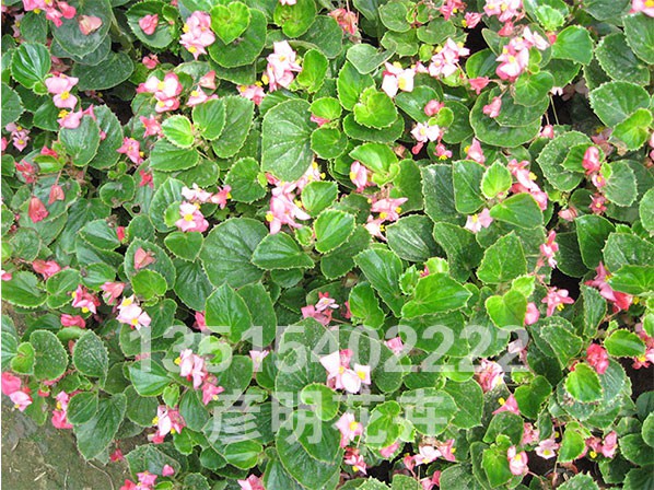 四季海棠（绿）