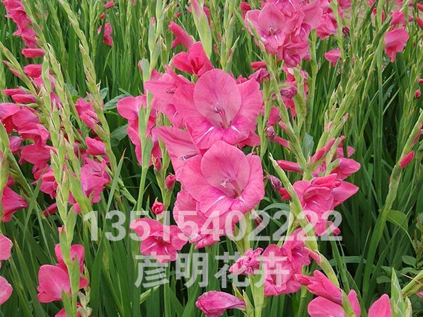 唐菖蒲