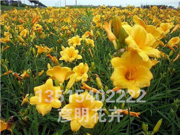 金娃娃萱草