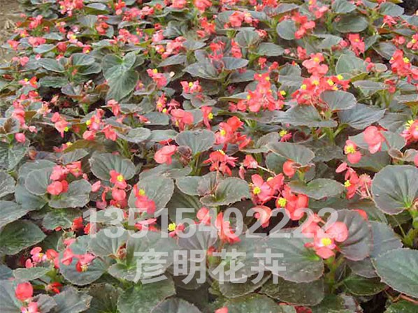 四季海棠（红）