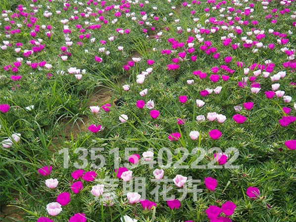 马齿苋（半枝莲）