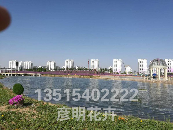 甘肃金昌花海500亩
