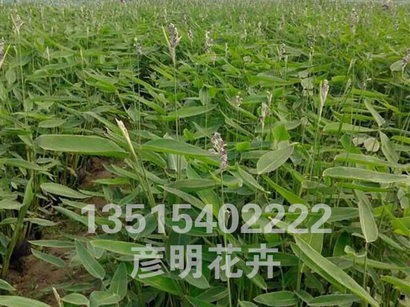 再力花