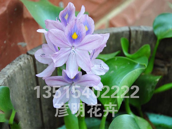 凤眼莲