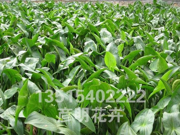 慈菇