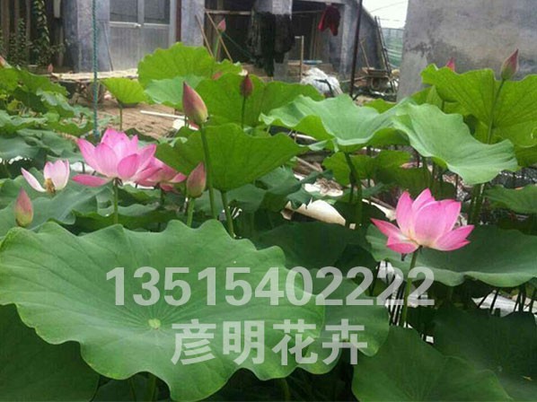 荷花