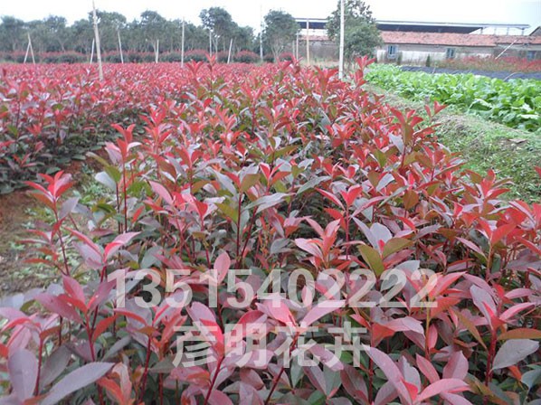 红叶石楠批发基地-供应价格-产地报价-青州市彦明花卉苗木种植*