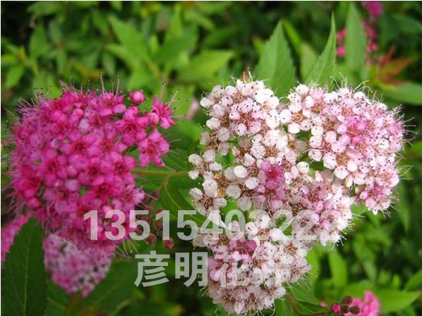 绣线菊