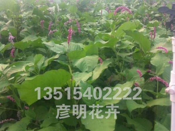 红蓼