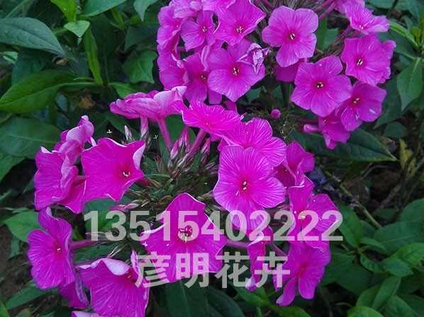 大花福禄考（红）