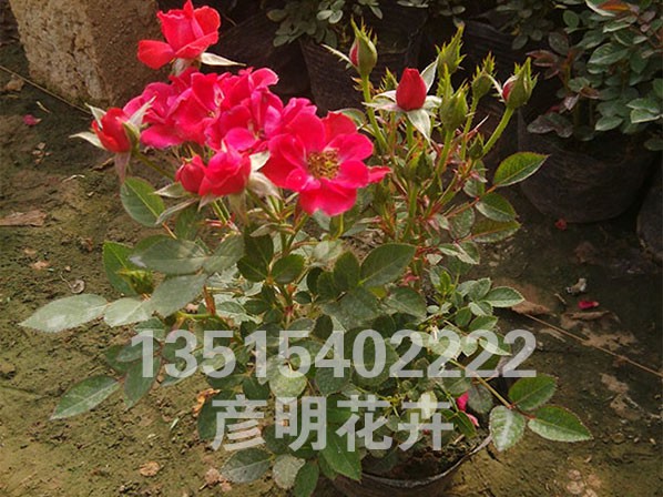 微型月季