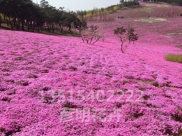 芝樱（粉）