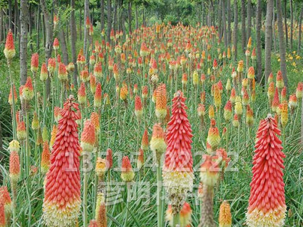 火炬花