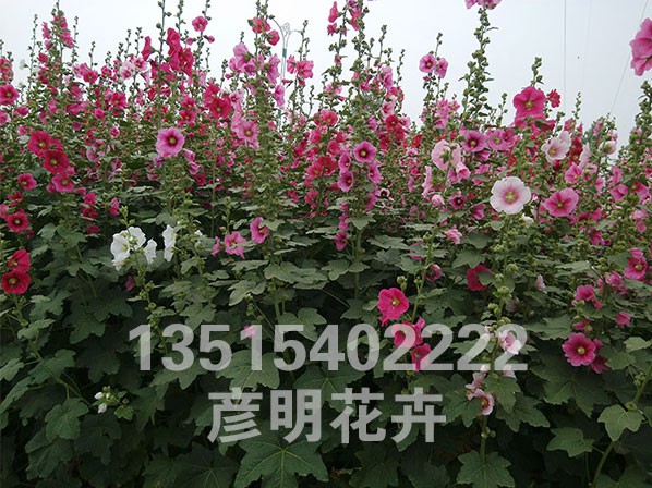 蜀葵