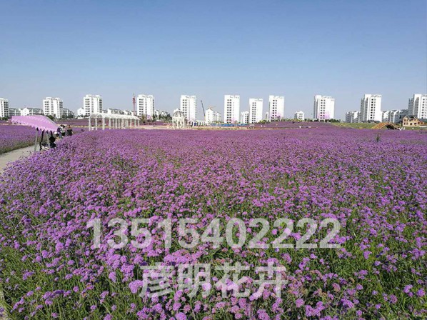 甘肃金昌花海500亩