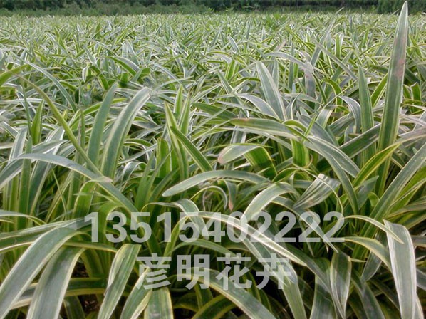 金边麦冬草