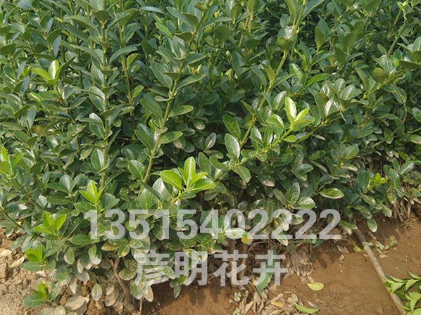 大叶黄杨（冬青）