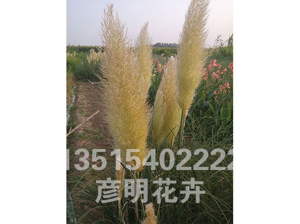 矮蒲苇