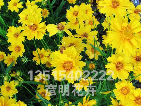 金鸡菊