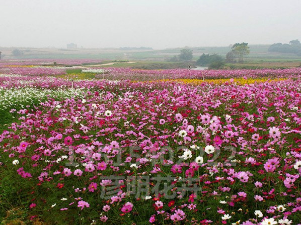 格桑花