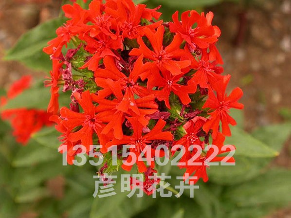 剪秋萝