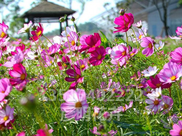 格桑花