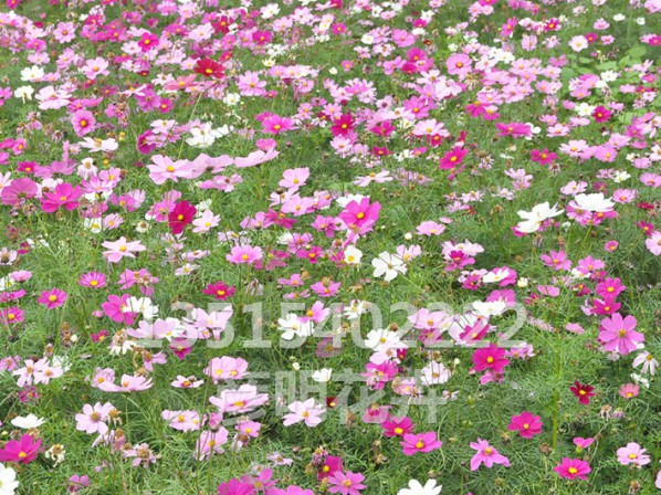 波斯菊