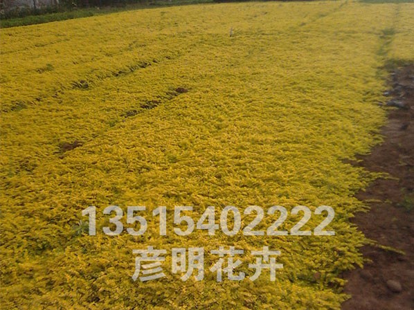 满地黄金
